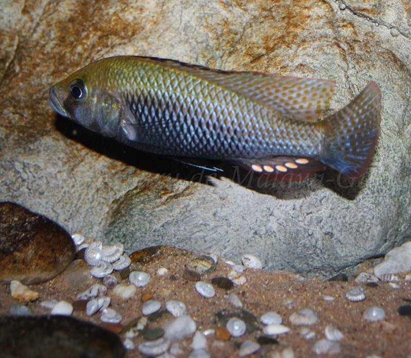 Astatotilapia calliptera 'Thumbi East Island'